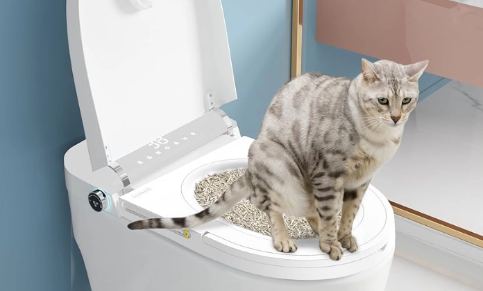 How to toilet train a cat without buying anything?