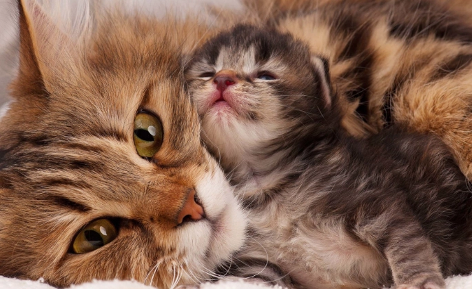 adult cat litter box problems