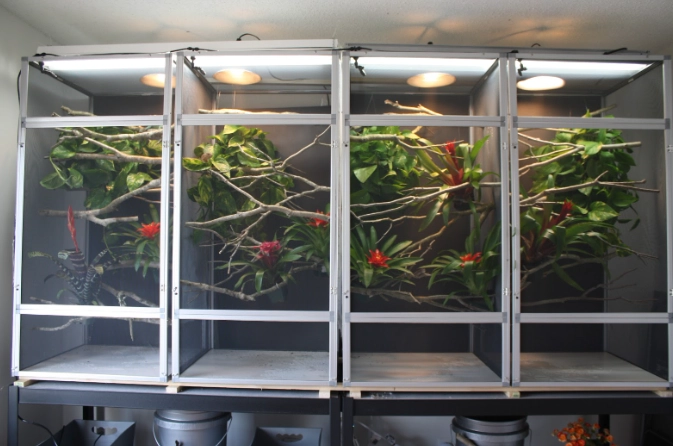 veiled chameleon habitat veiled chameleon habitat