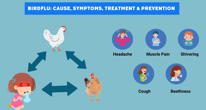 sick bird symptoms sick bird symptoms