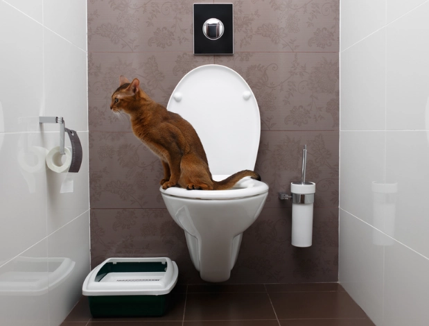 free cat toilet training
