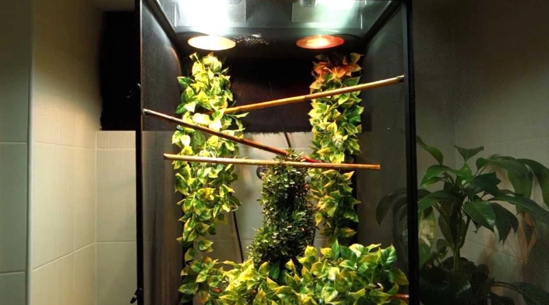 how to set up a chameleon tank how to set up a chameleon tank