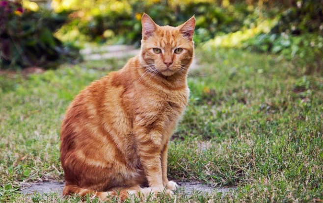 cat outdoor toilet training cat outdoor toilet training