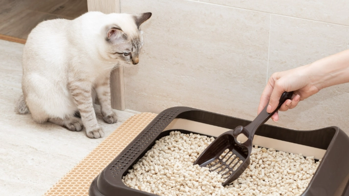 train cat to poop outside train cat to poop outside