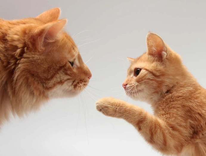 adult cat litter box problems