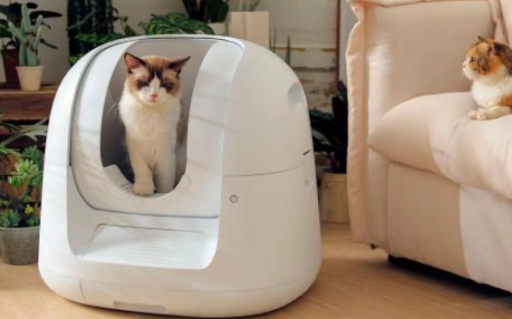 cat litter box training