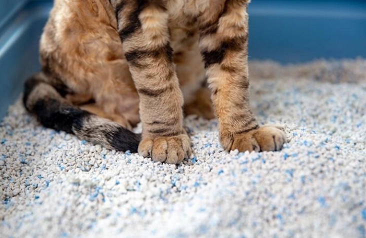 train cat to poop outside train cat to poop outside