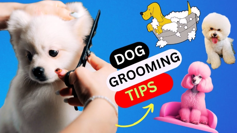 how to groom a dog