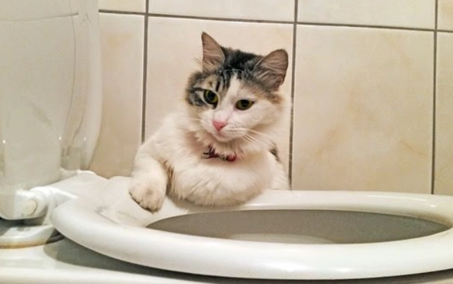 free cat toilet training