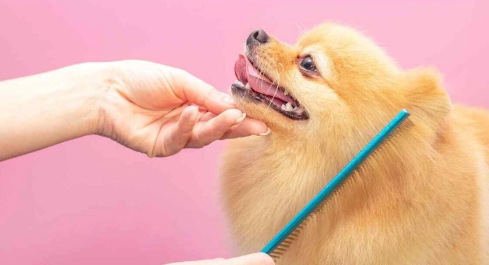 professional dog grooming tips