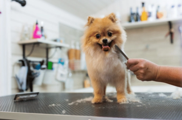 dog grooming at home
