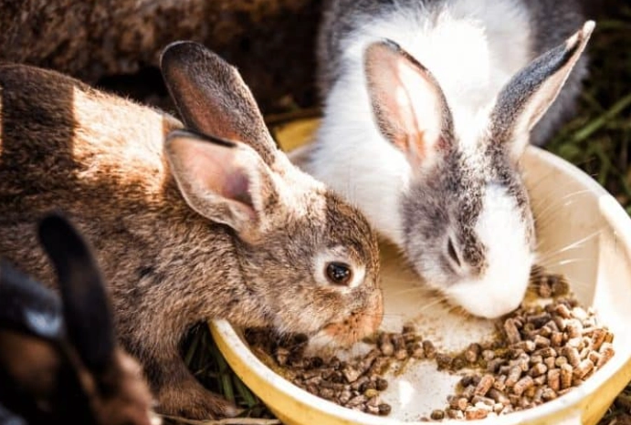 rabbit feeding schedule