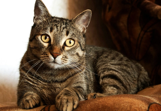 how to retrain cat to use litter box