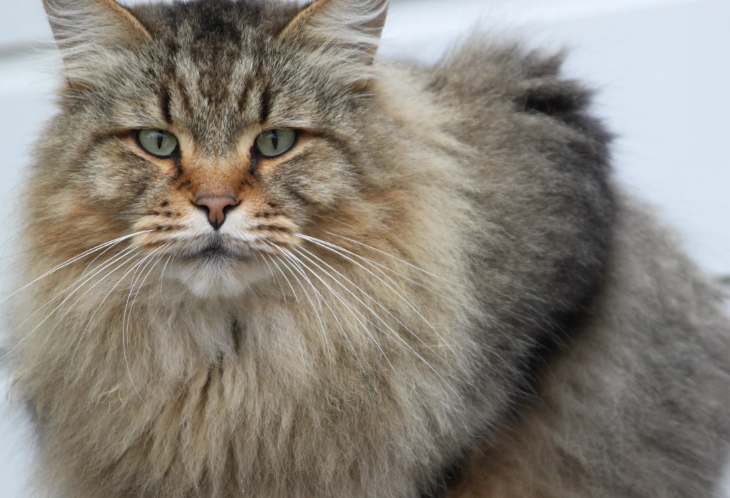cat stopped using litter box