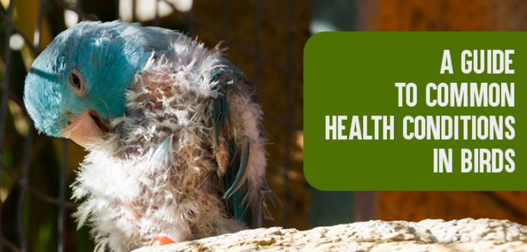 pet bird illness signs pet bird illness signs