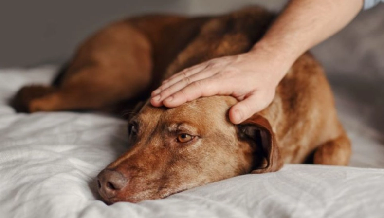 dog sickness symptoms