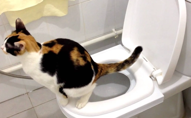 potty train cat for free