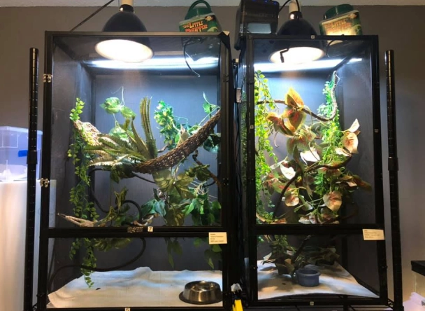 how to set up a chameleon tank how to set up a chameleon tank