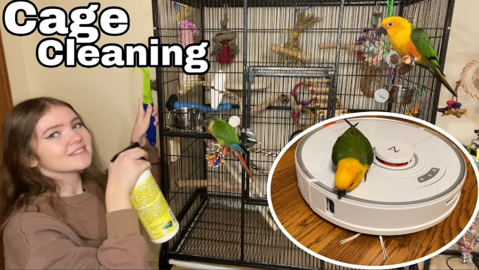 how to clean a bird cage how to clean a bird cage