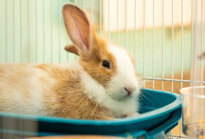 how often to feed a rabbit