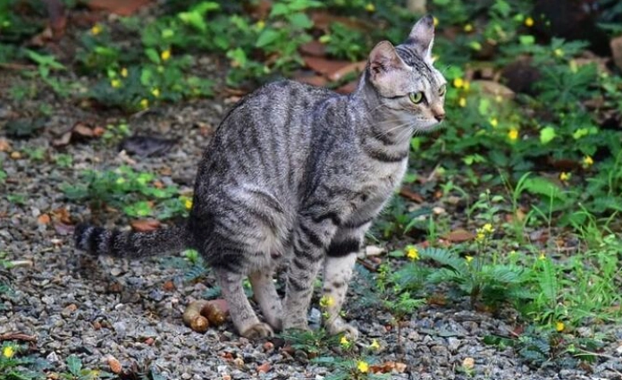 cat litter box alternatives cat litter box alternatives