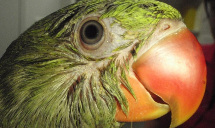 sick bird symptoms sick bird symptoms