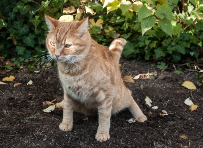 cat outdoor toilet training cat outdoor toilet training