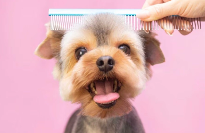 dog grooming at home