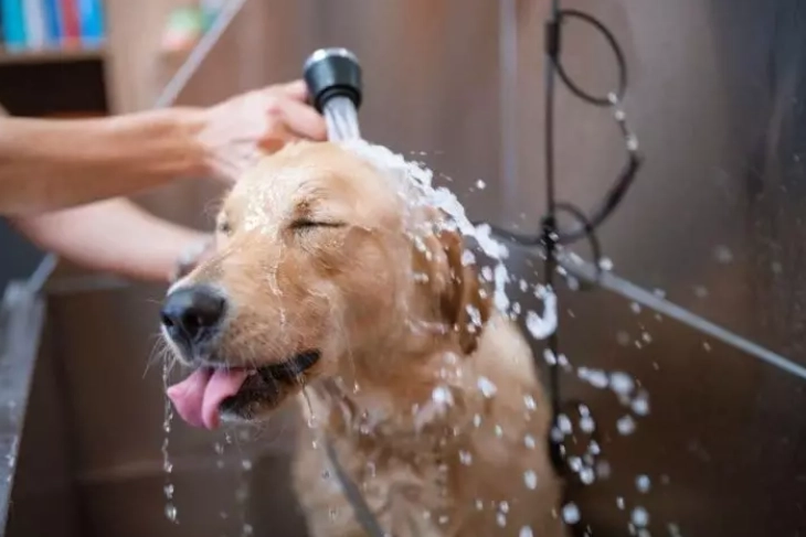 home dog grooming tips