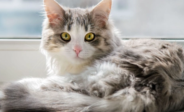 cat stopped using litter box