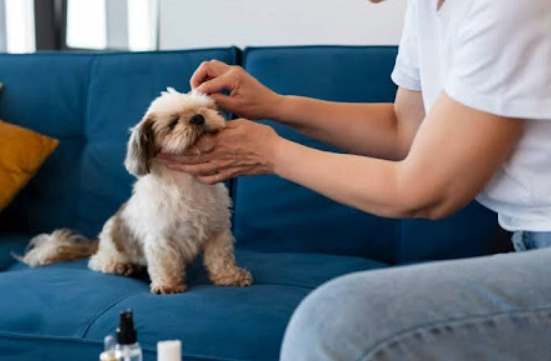 home dog grooming tips