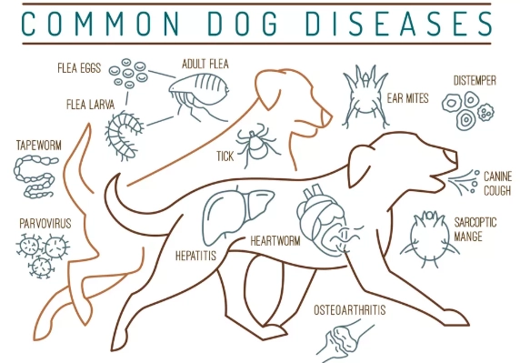 common dog illnesses