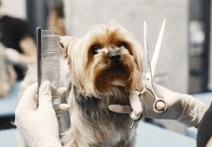 how to groom a dog at home