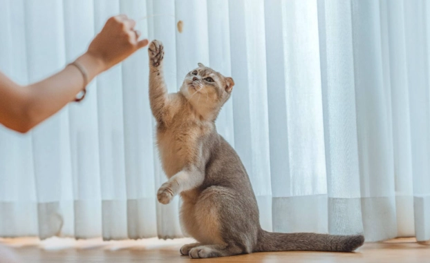 senior cat behavior senior cat behavior