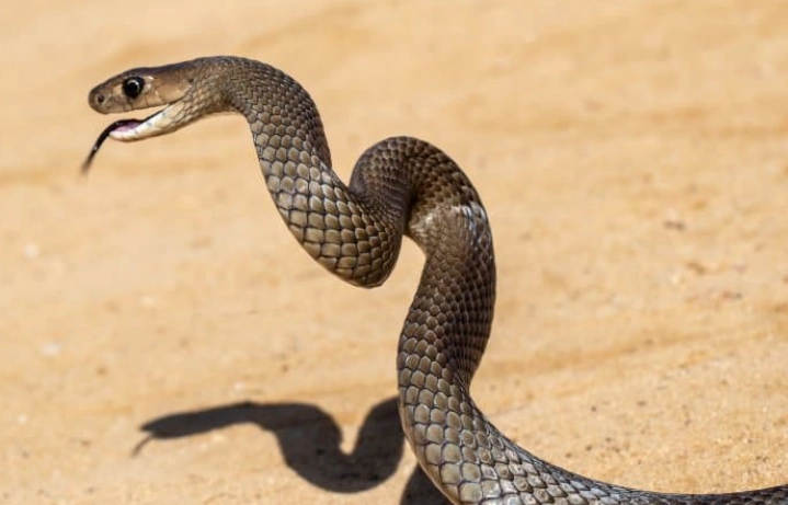 reducing snake stress after arrival