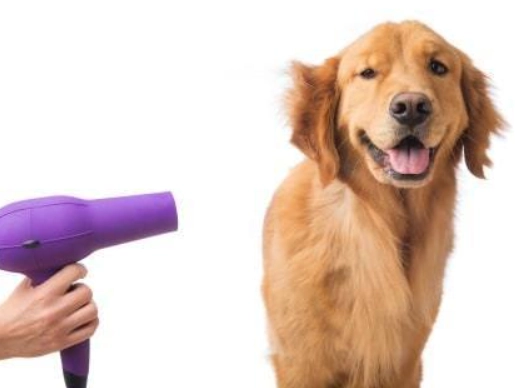dog grooming tips