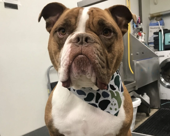 FFF dog grooming technique FFF dog grooming technique