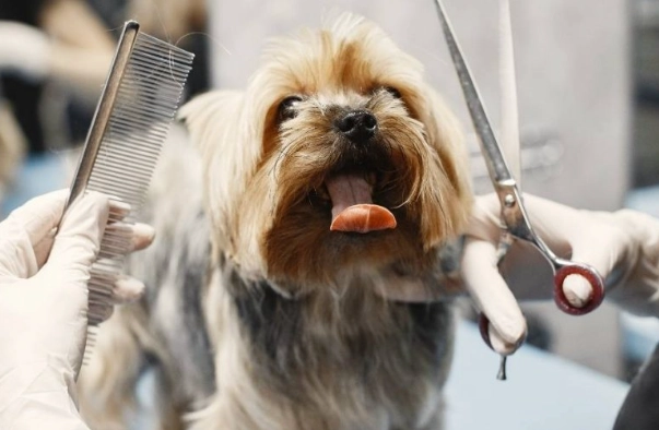 how to groom a dog at home