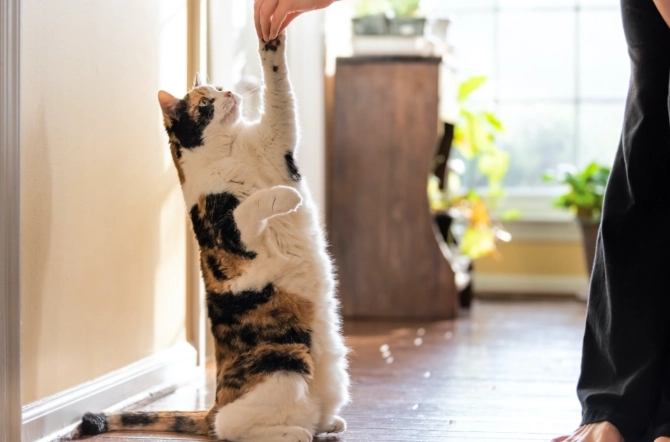 cat training age cat training age