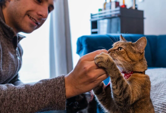 senior cat behavior senior cat behavior