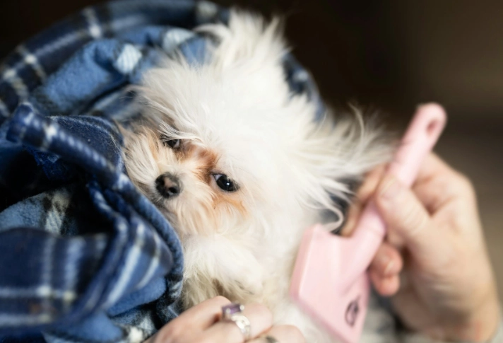 how to FFF a dog how to FFF a dog