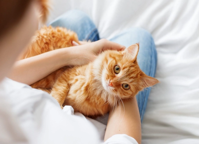 cat training age cat training age