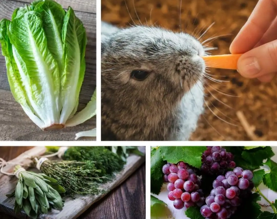 what to feed a rabbit