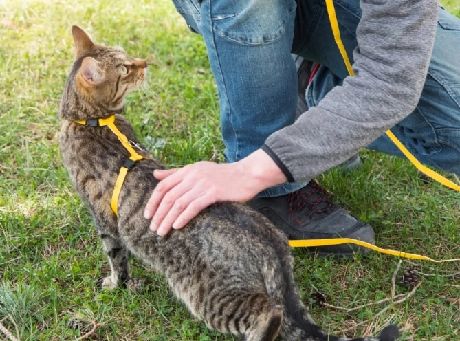 older cat training older cat training