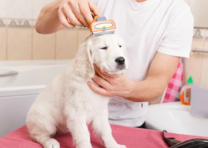 dog grooming for beginners