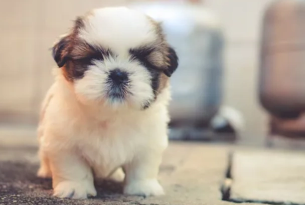 FFF dog grooming technique FFF dog grooming technique