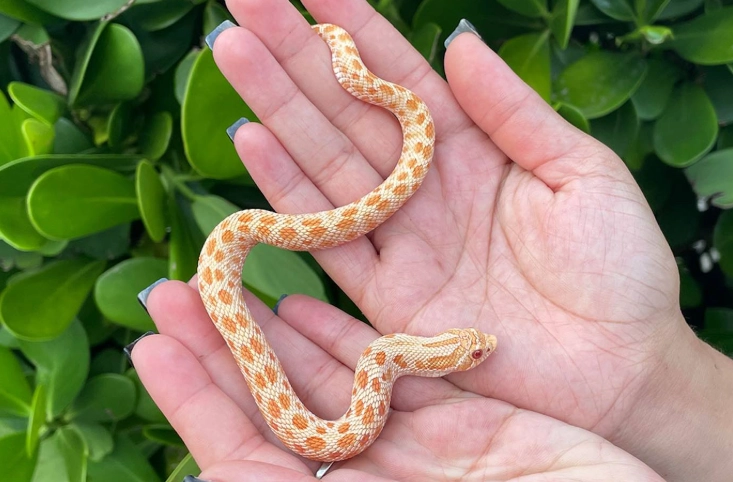 best pet snake