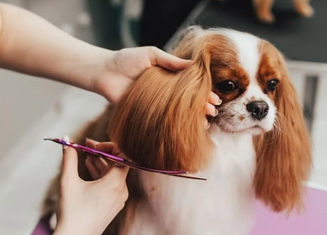 dog grooming for beginners