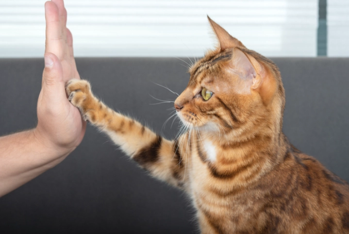 older cat training older cat training