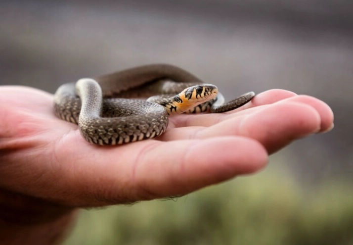 How long should you wait to hold your snake after getting its